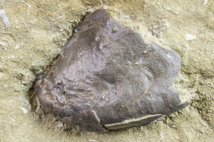 Gastropod (Platyceras) Fossil - Crawfordsville, Indiana #157241